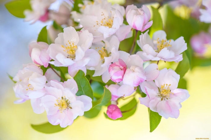 Яблоня жасмин