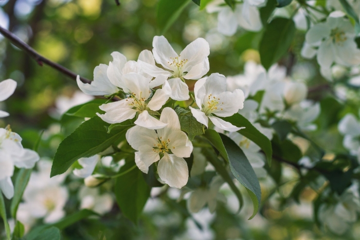 Виста белла яблоня