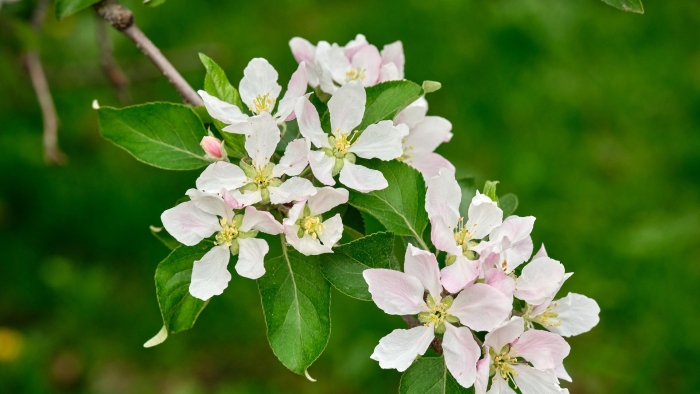 Яблоня белая роза