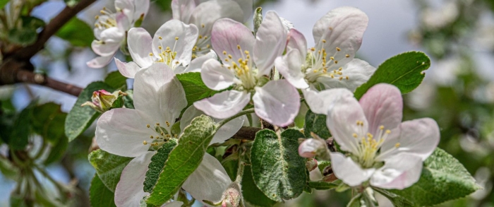 Яблоня цветки