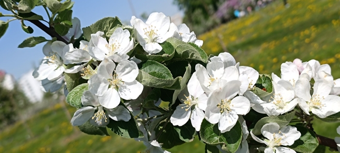 Цветут яблони