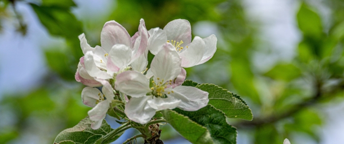 Apple blossom (эппл блоссом)