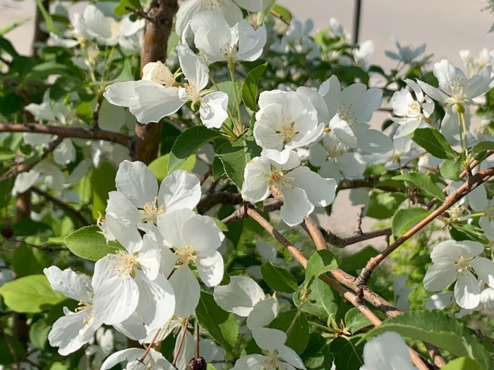 Семеренко яблоня цветет