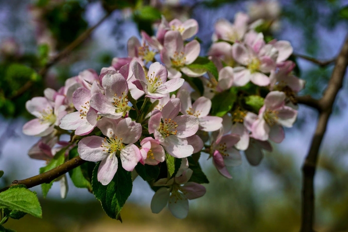 Яблоня цветки