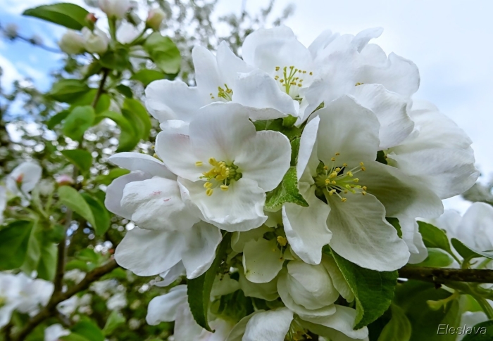 Цветет яблоня