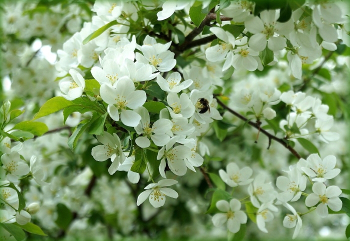 Яблоня аркадик цветение