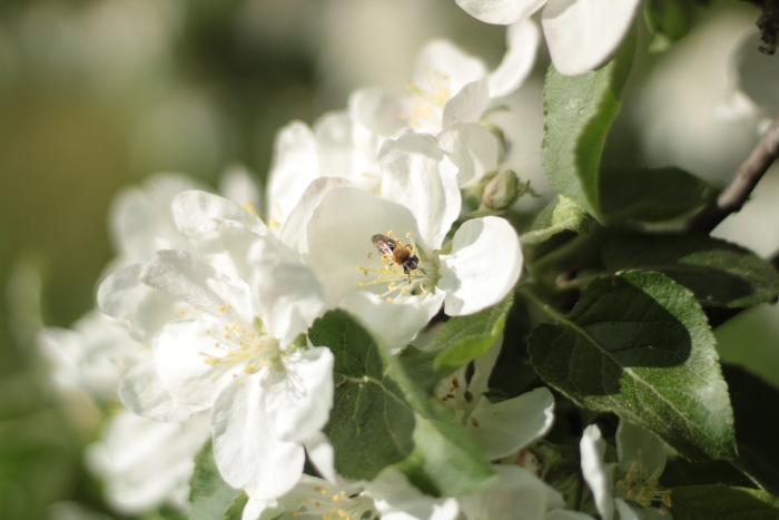Цветки яблони