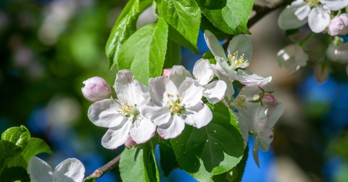 Цветущая яблоня