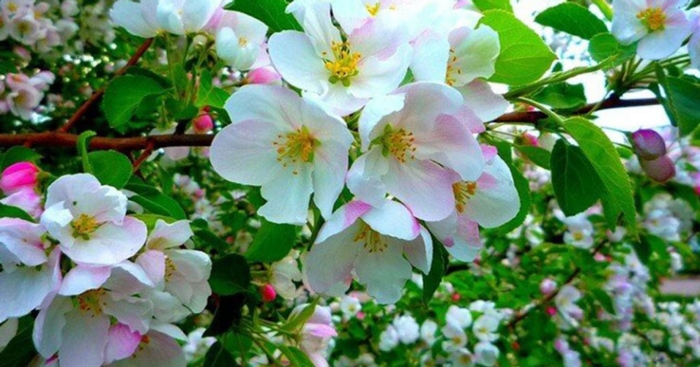 Яблоня мантет цветение