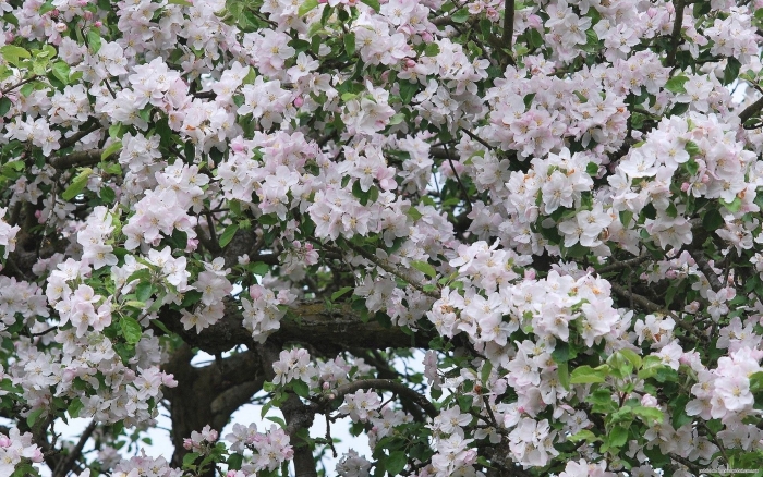 Яблоня сиверса