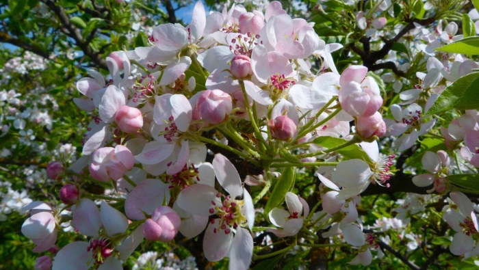 Яблоня цветение