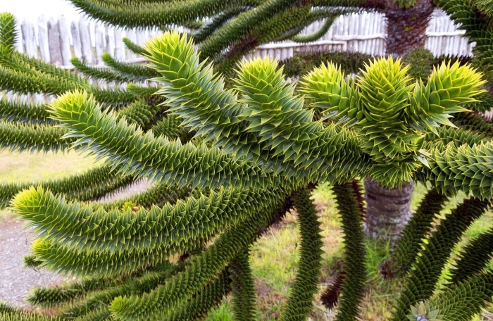 Комнатная елка араукария