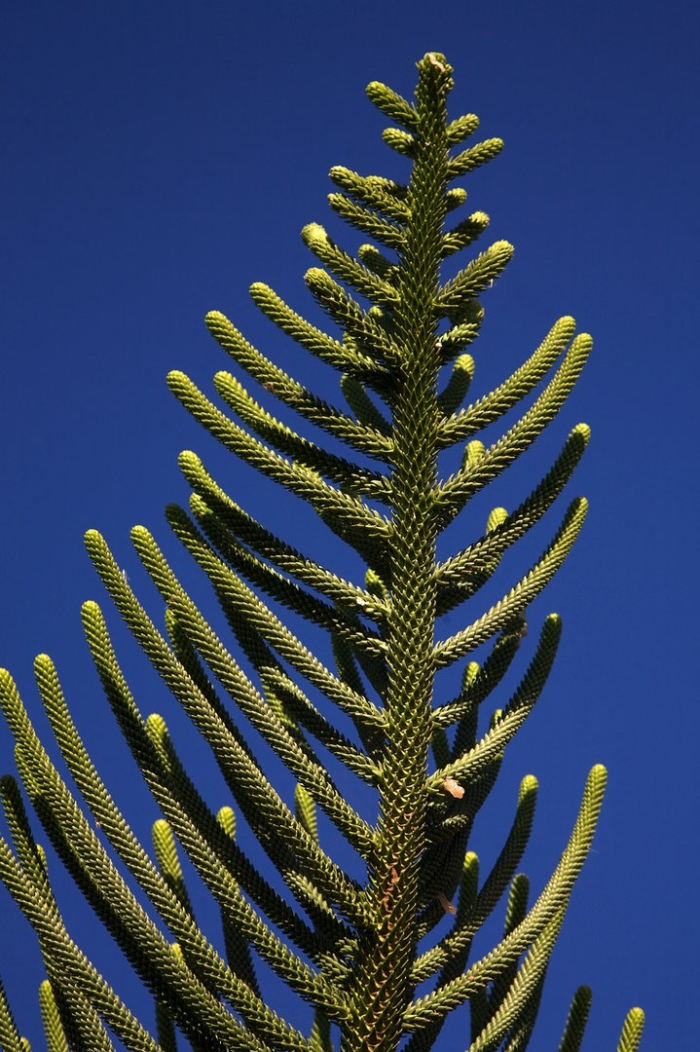 Араукария чилийская