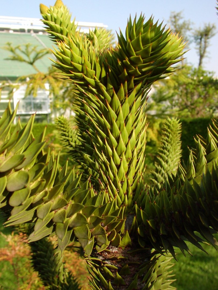 Araucaria araucana
