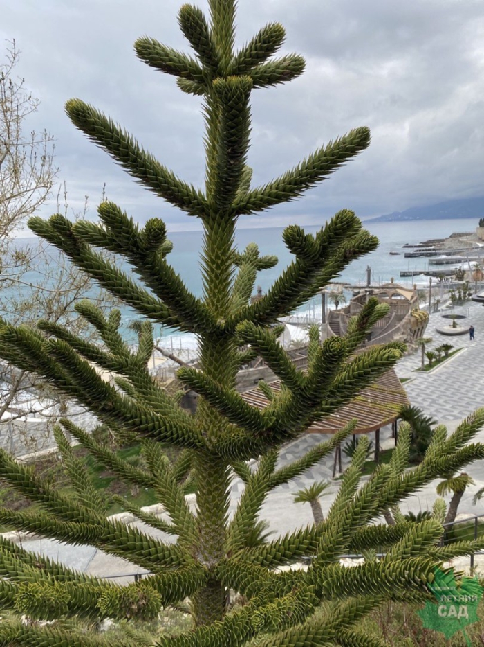 Араукария чилийская парк галицкого