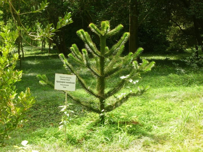 Араукария чилийская ель