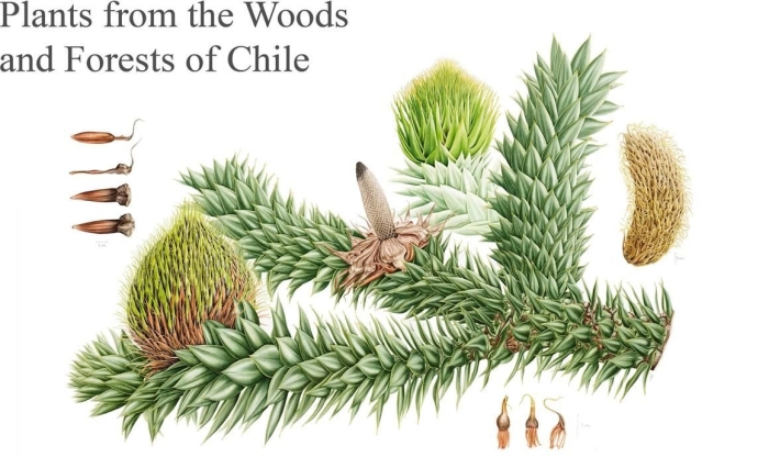 Араукария чилийская