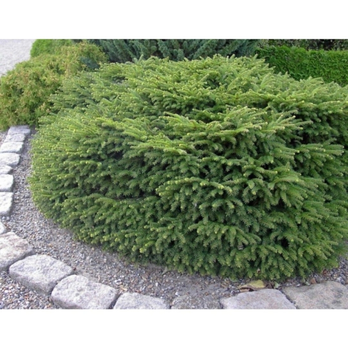 Ель нидиформис picea abies nidiformis