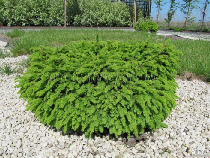 Ель обыкновенная nidiformis (нидиформис)