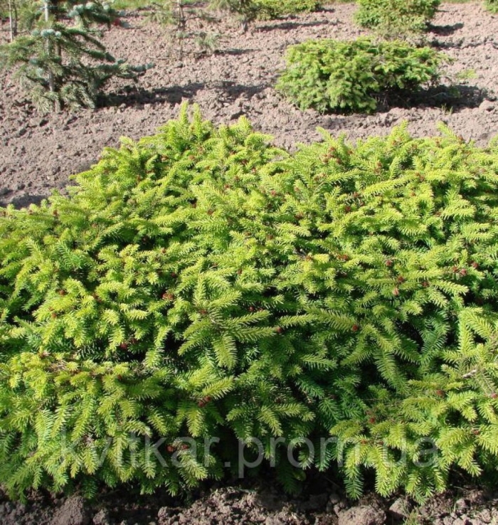 Ель обыкновенная picea abies