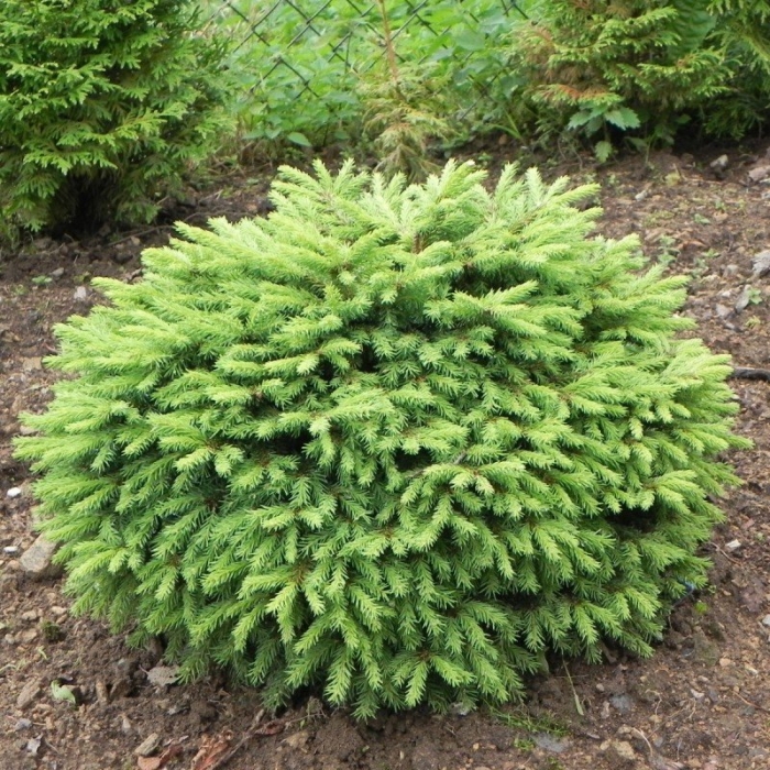 Ель обыкновенная нидиформис