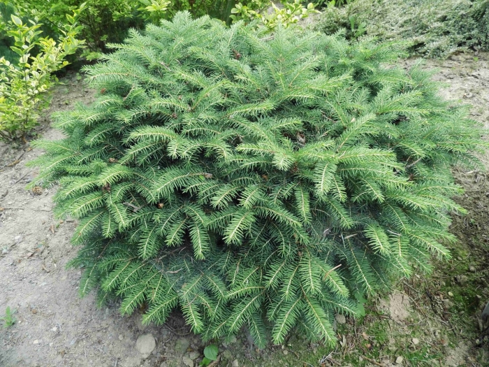 Picea pungens sonia