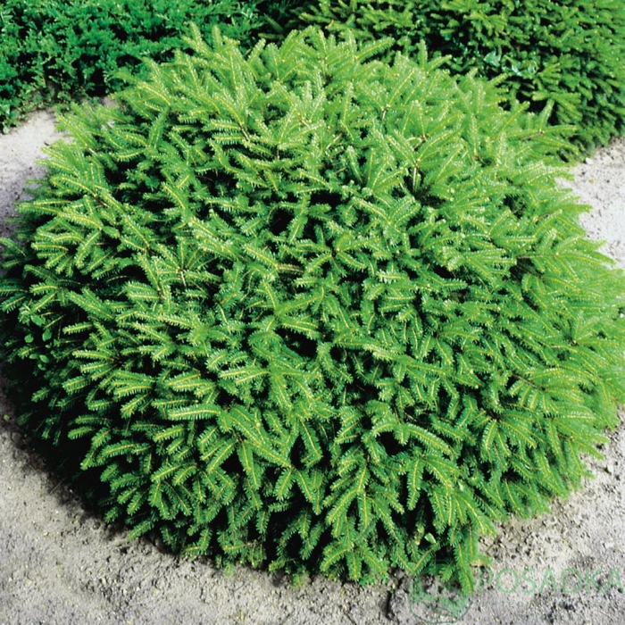 Ель обыкновенная nidiformis