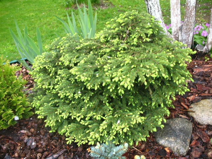 Picea abies ohlendorffii