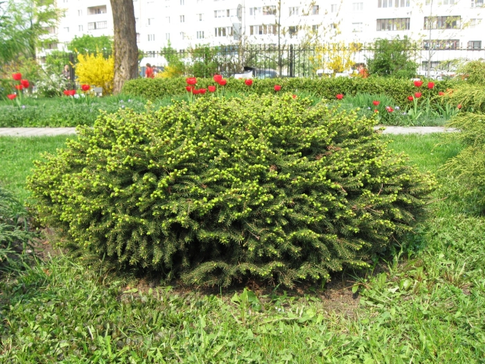 Ель обыкновенная олендорфи