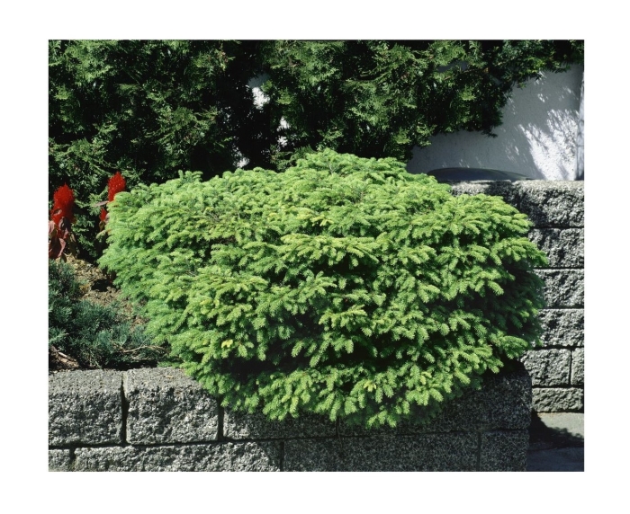 Ель обыкновенная maxwellii