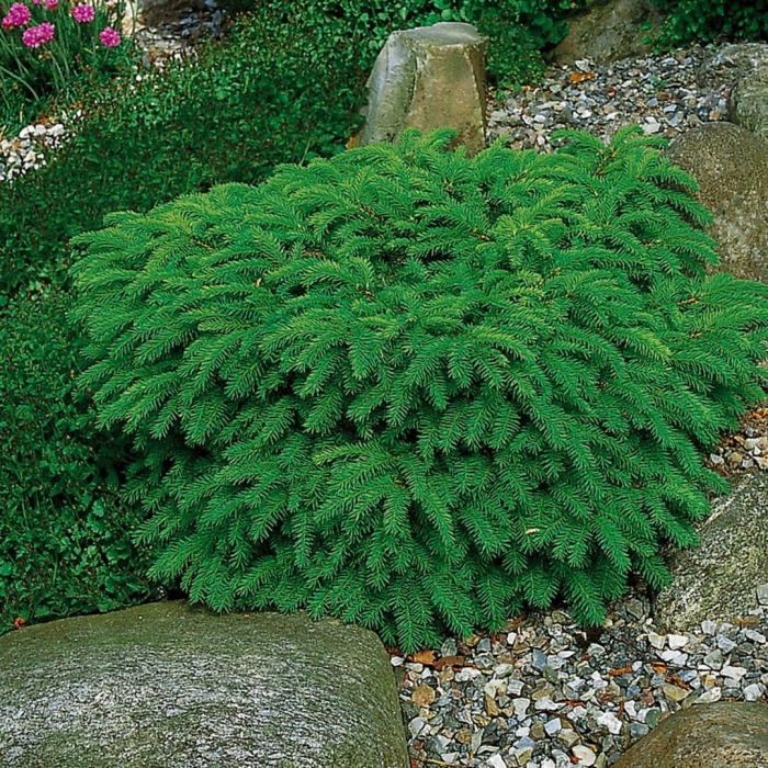 Ель обыкновенная нидиформис