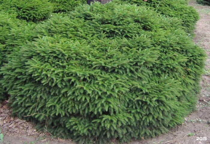 Ель обыкновенная пуш