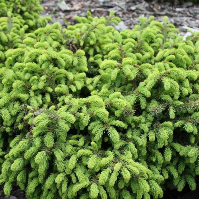 Ель обыкновенная нидиформис