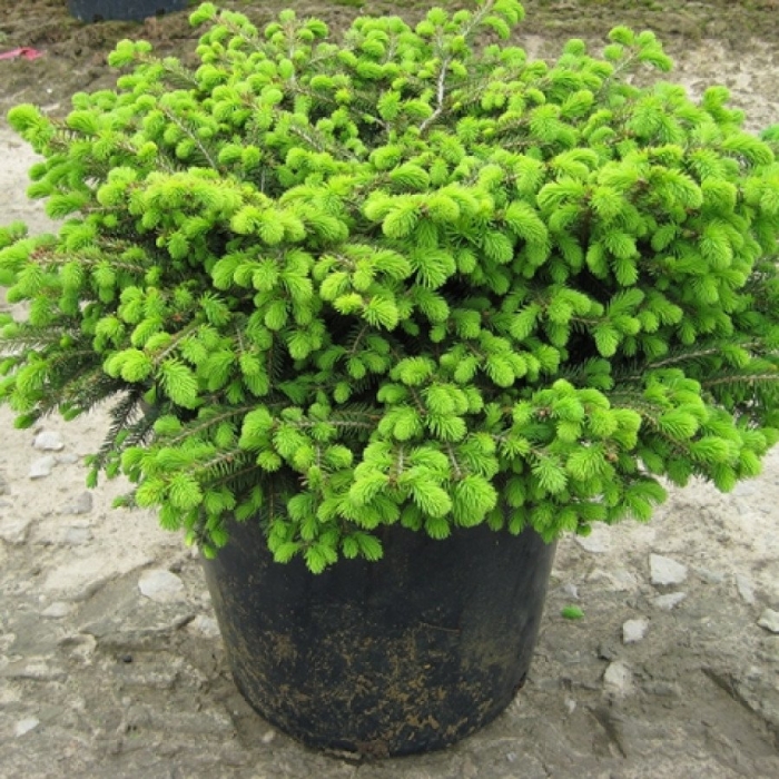 Ель сербская карел