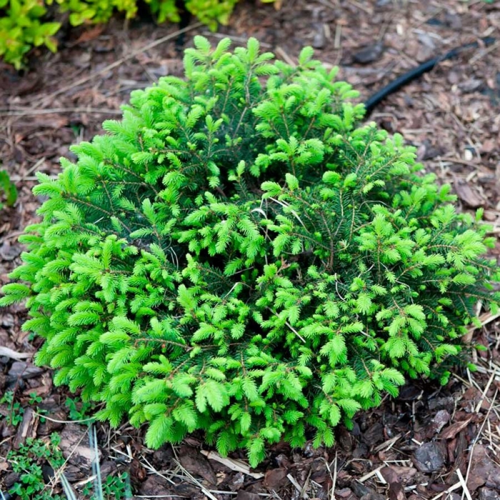 Ель канадская эхиниформис