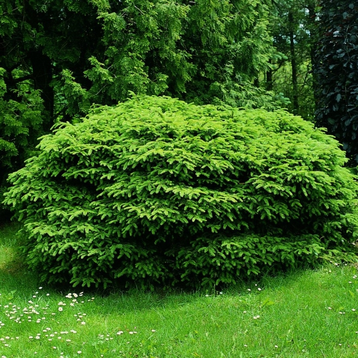 Ель обыкновенная прокумбенс