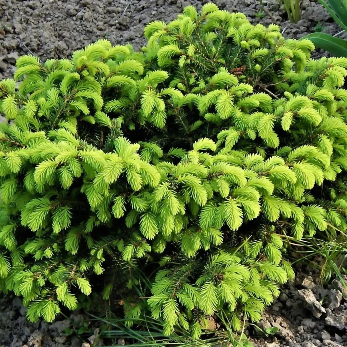 Ель обыкновенная (picea abies  ohlendorffii )*