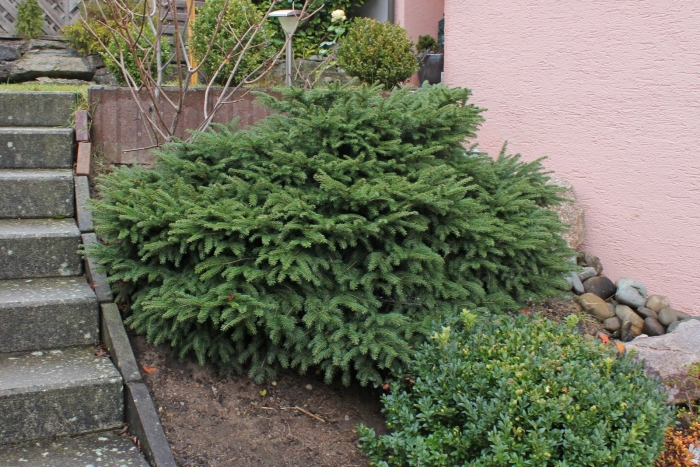 Ель обыкновенная нидиформис