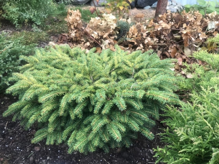 Ель обыкновенная нидиформис