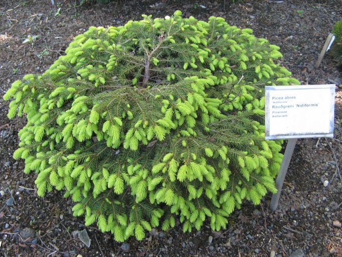 Ель обыкновенная нидиформис