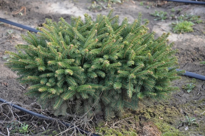 Picea abies barryi