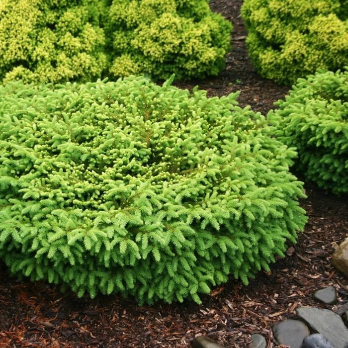 Ель европейская нидиформис