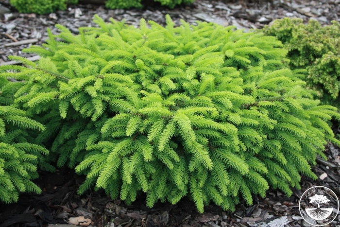 Ель обыкновенная picea abies nidiformis