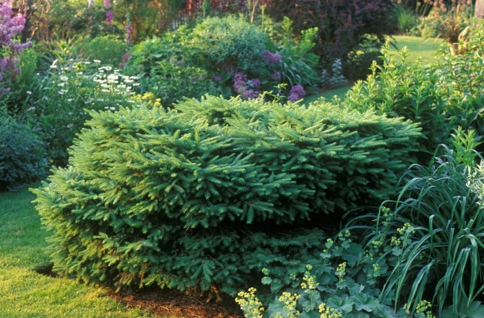 Ель обыкновенная nidiformis