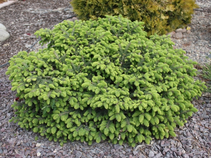 Ель подушковидная