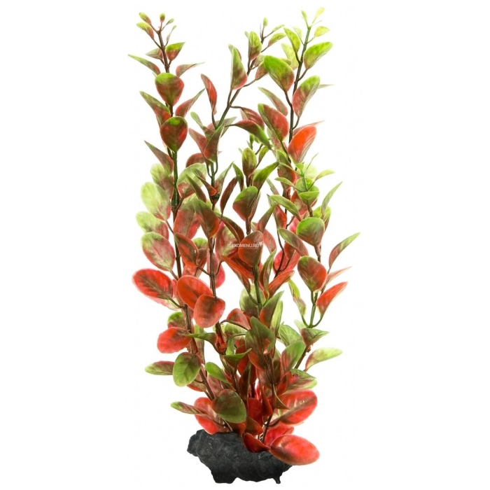 Людвигия рубин аквариумное