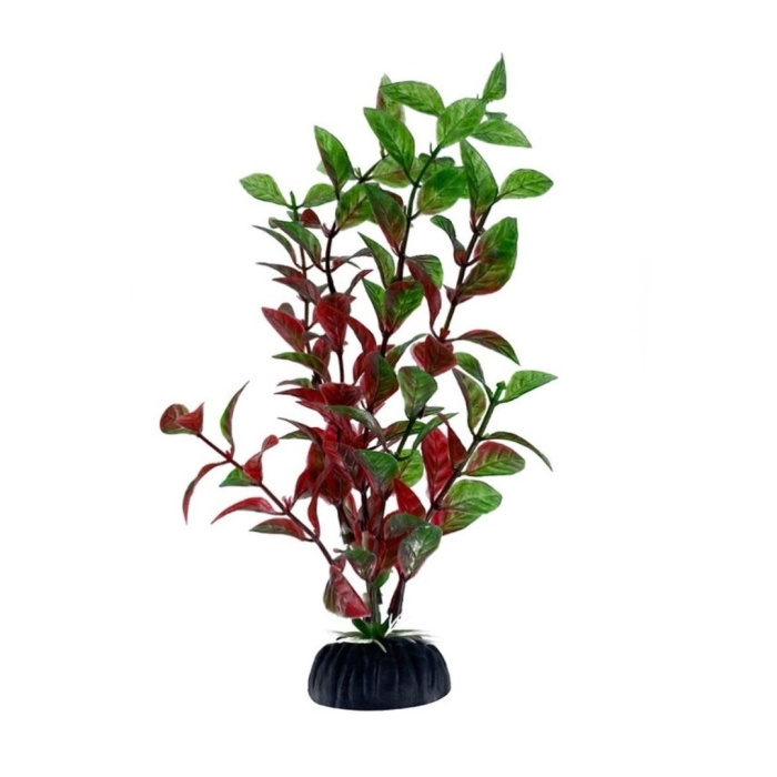 Людвигия овалис красная