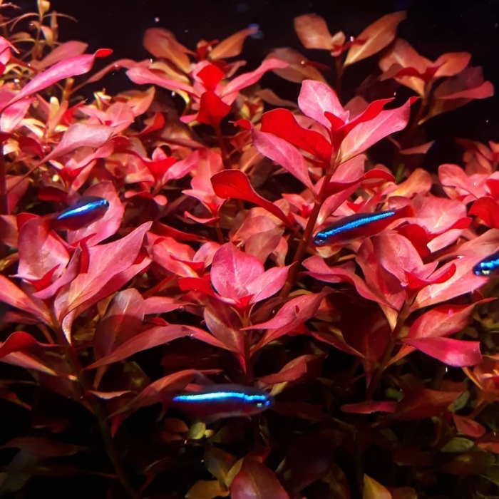 Людвигия ползучая репенс