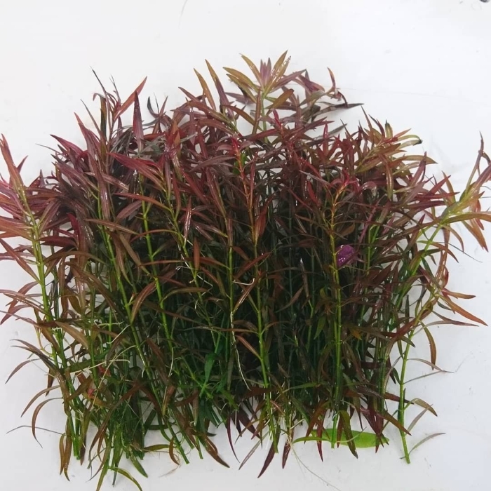 Людвигия аркуата