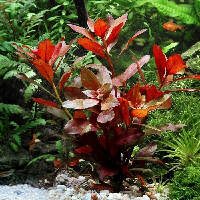 Ludwigia repens